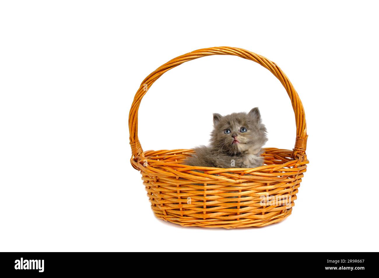 Gray and fluffy kitten is lying in basket white background, isolate Stock Photo