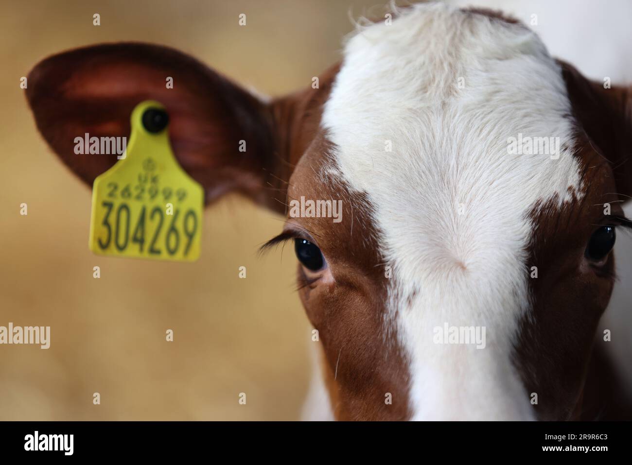 Cows pictured on Goodwood Farm in Chichester, West Sussex, UK Stock ...