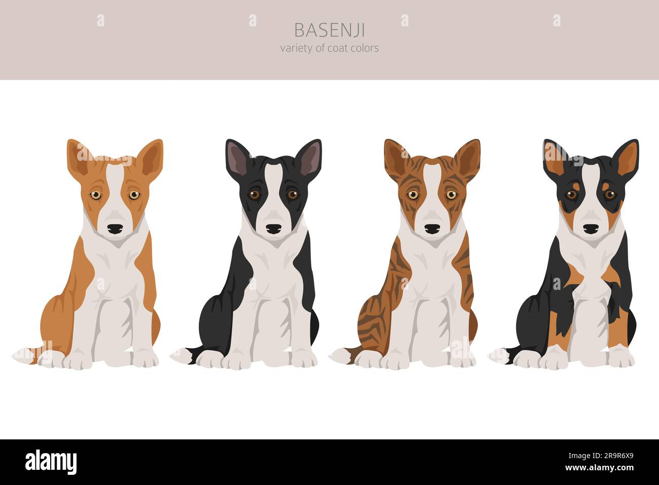Basenji puppy all colours clipart. Different coat colors and poses set.  Vector illustration Stock Vector
