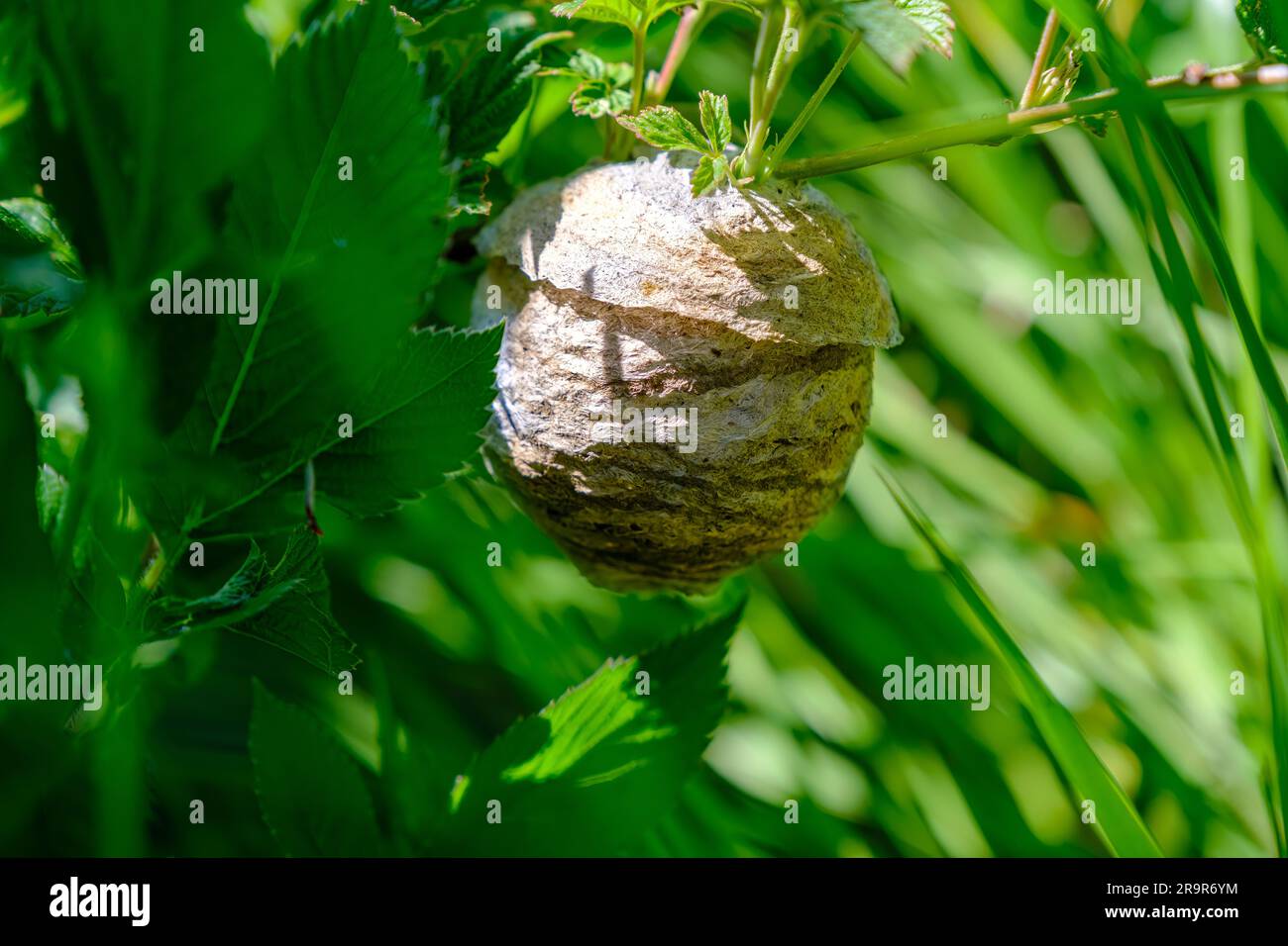 Wasps nest in the forest in summer. For wild bees, a gray paper house hanging among green trees and bushes. Nature and wildlife. Macro Stock Photo