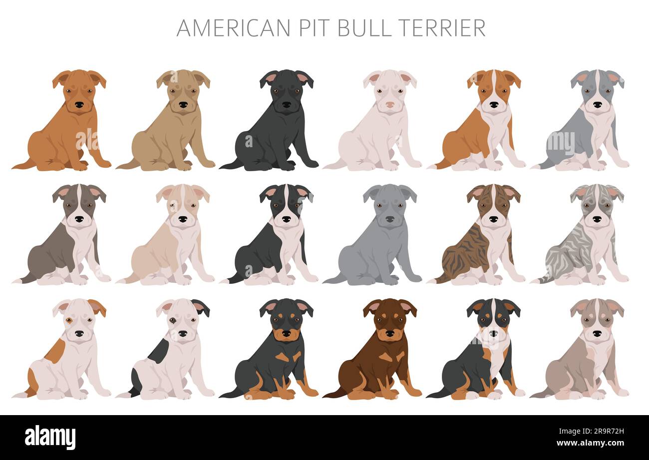 American pit bull terrier puppies clipart. Color varieties, infographic. Vector illustration Stock Vector