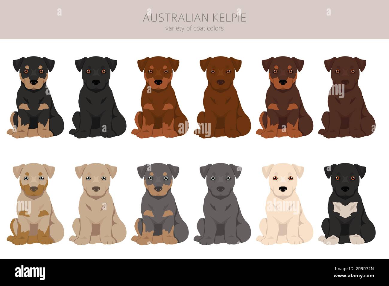 Australian Kelpie puppies all colours clipart. Different coat colors set. Vector illustration Stock Vector