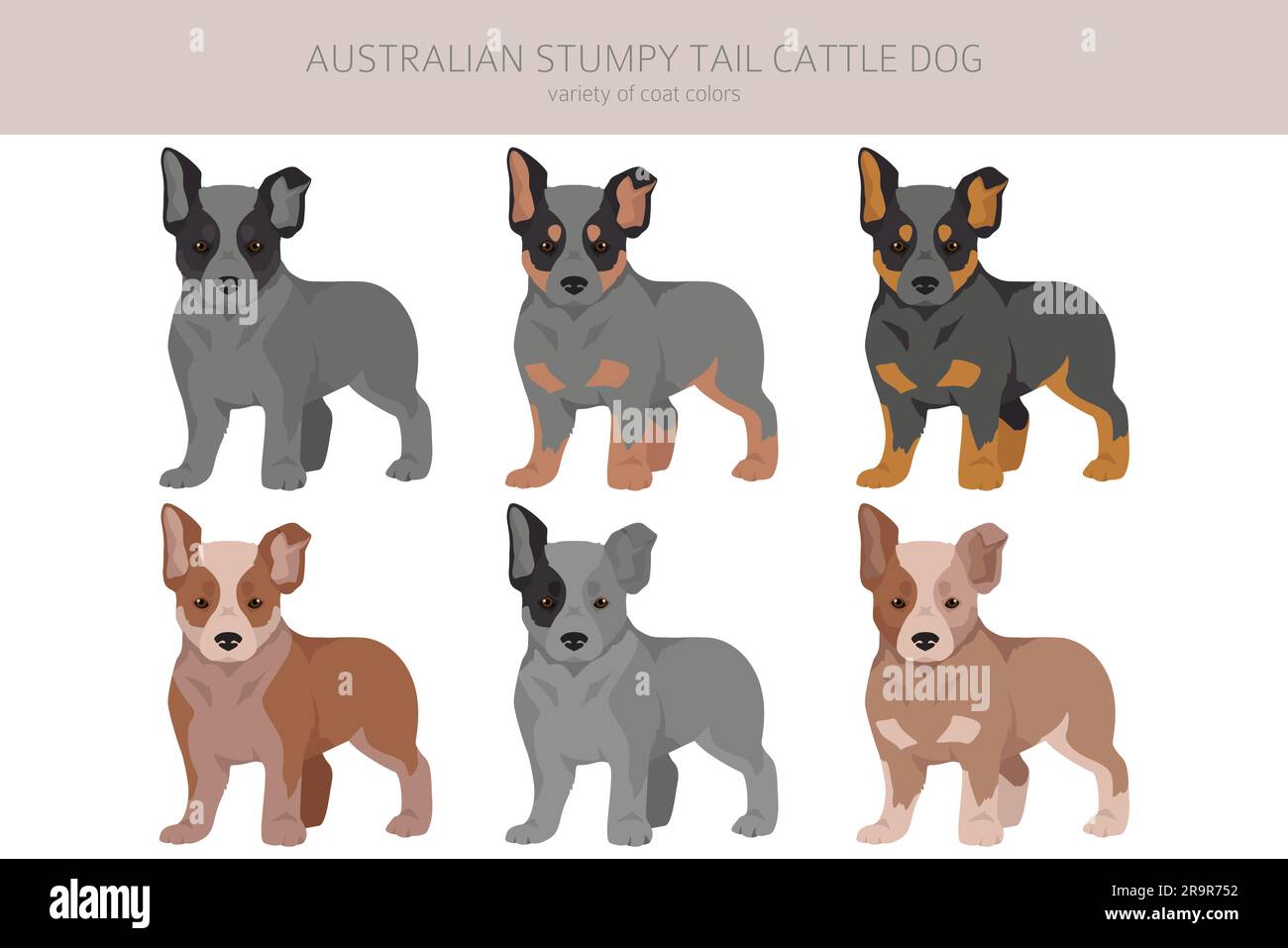 Australian stumpy tail cattle dog puppies all colours clipart. Different coat colors and poses