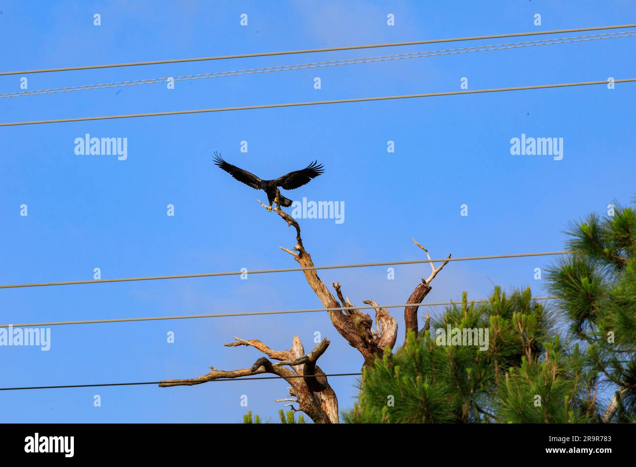 Baby Eagle Flight Day. A baby American bald eagle spreads its wings to