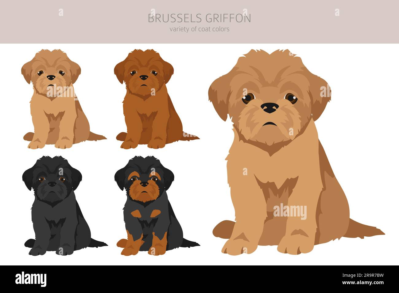 Brussels griffon puppies clipart. Different coat colors and poses set.  Vector illustration Stock Vector