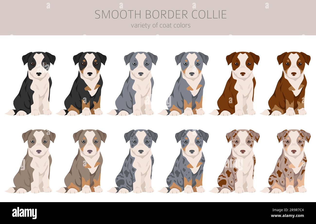 Smooth border collie puppies clipart. Different poses, coat colors set