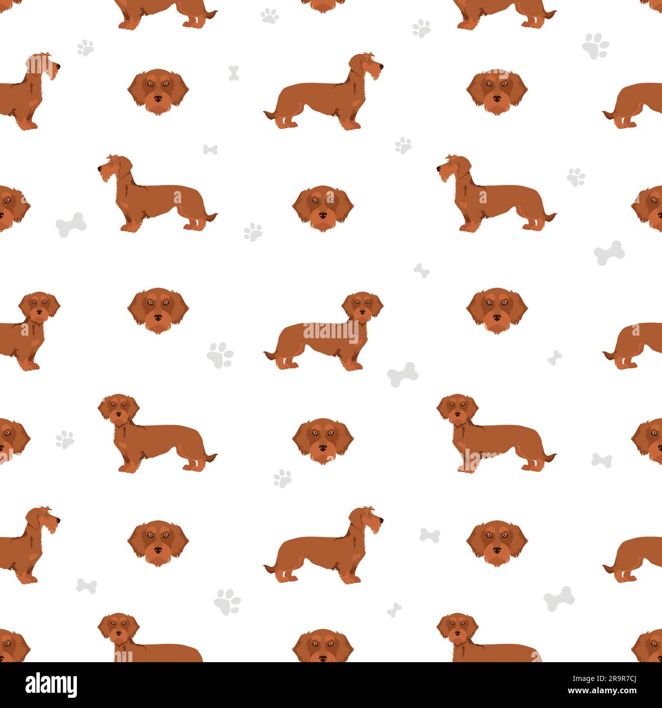 Dachshund wire haired seamless pattern. Different poses, coat colors set.  Vector illustration Stock Vector