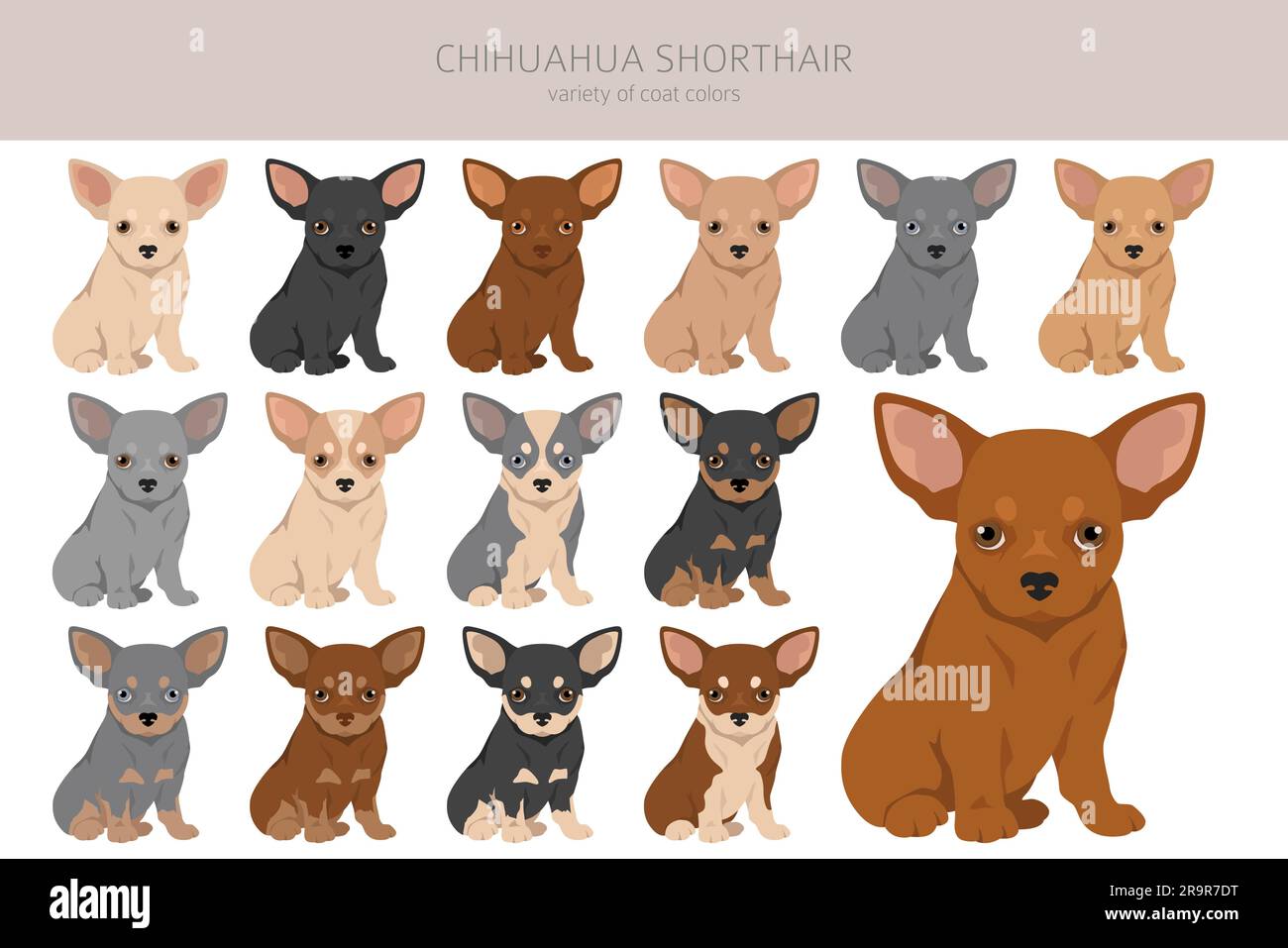 Chihuahua short haired puppies clipart. All coat colors set. Different