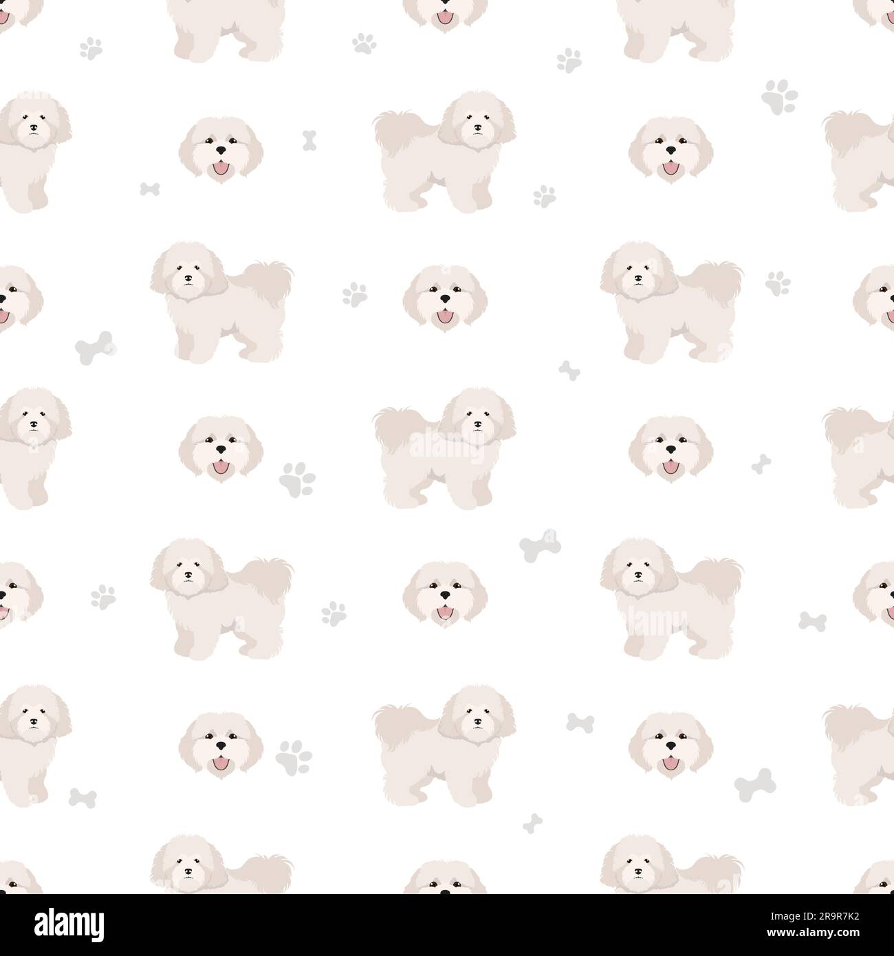 Coton de Tulear seamless pattern. Different poses, coat colors set