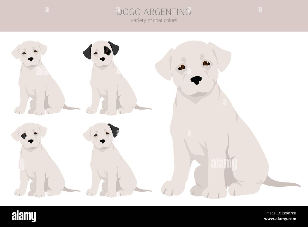 Dogo Argentino puppies clipart. Different poses, coat colors set.  Vector illustration Stock Vector