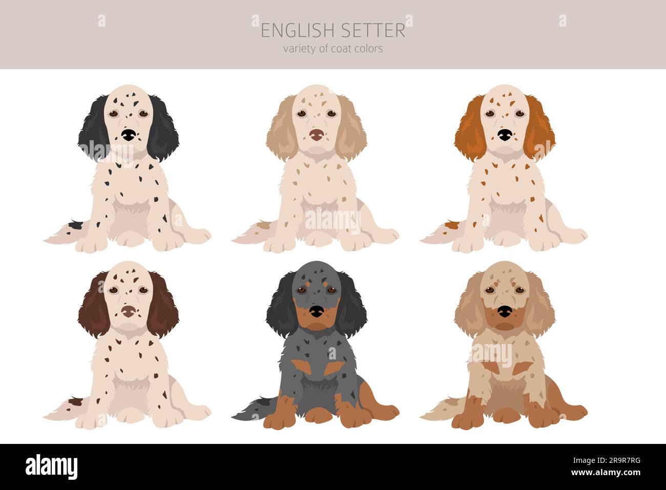 English setter puppies clipart. Different poses, coat colors set.  Vector illustration Stock Vector