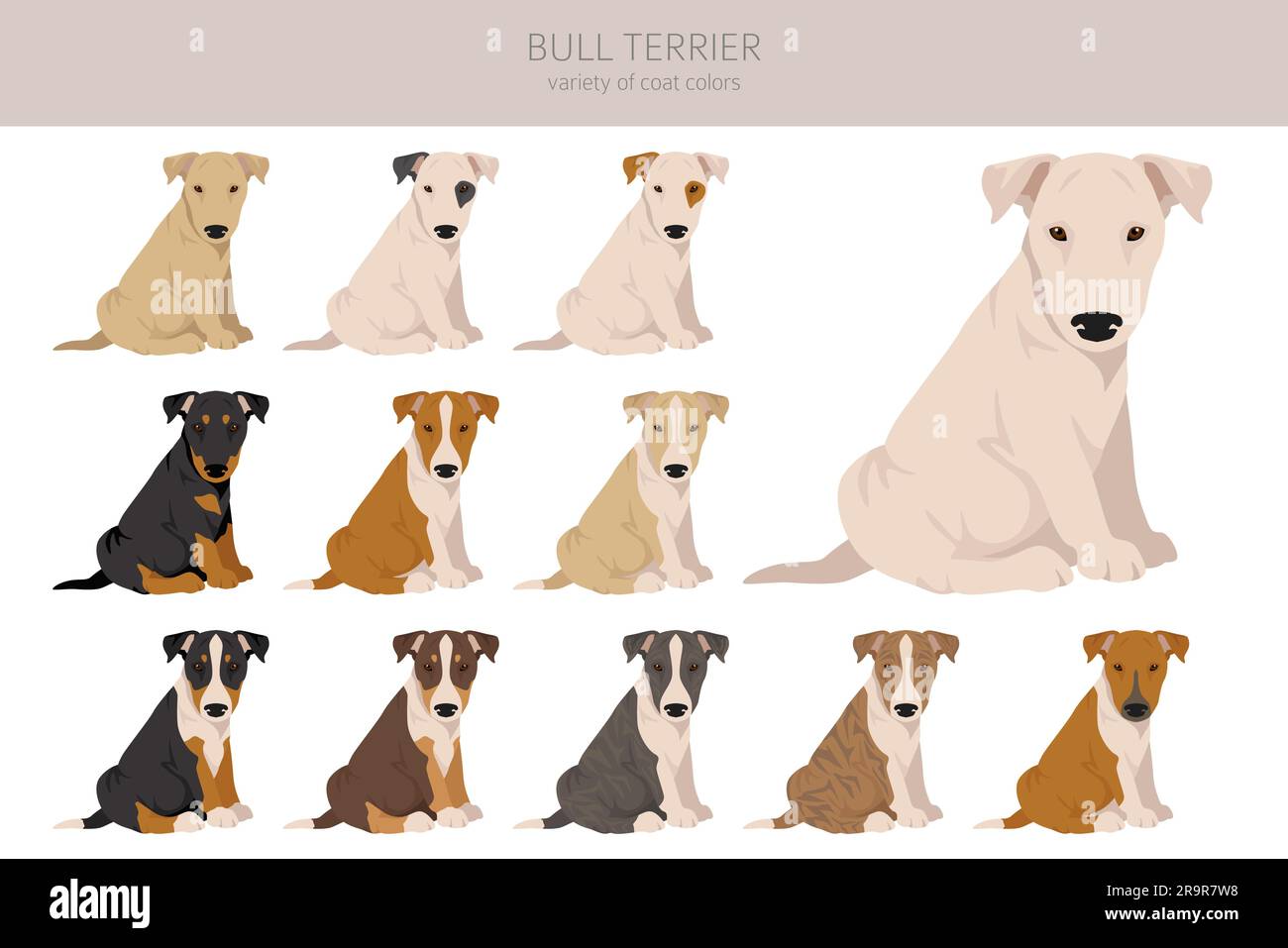 Bull terrier puppies clipart. All coat colors set. Different position ...