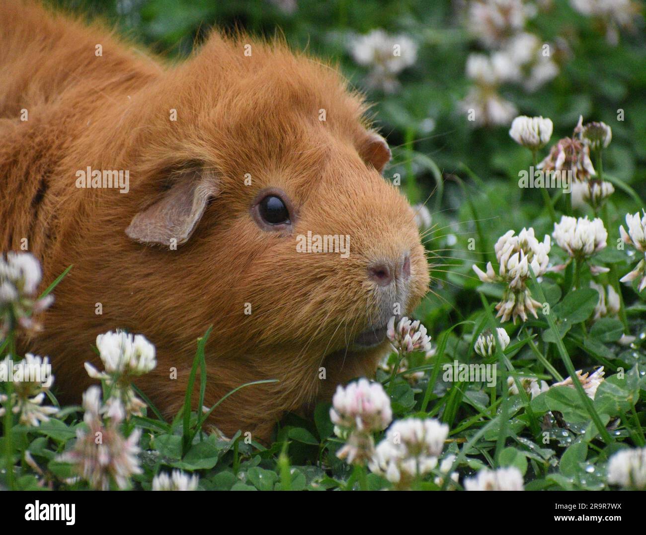Guinea Pig in Clover Stock Photo Alamy