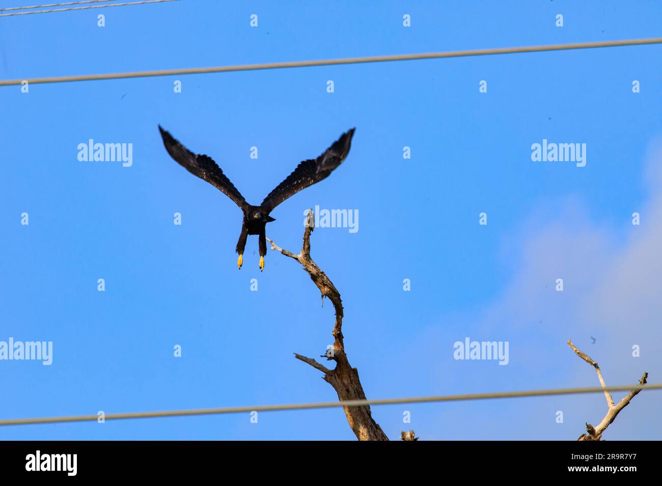 Baby Eagle Flight Day. A baby American bald eagle takes flight from a