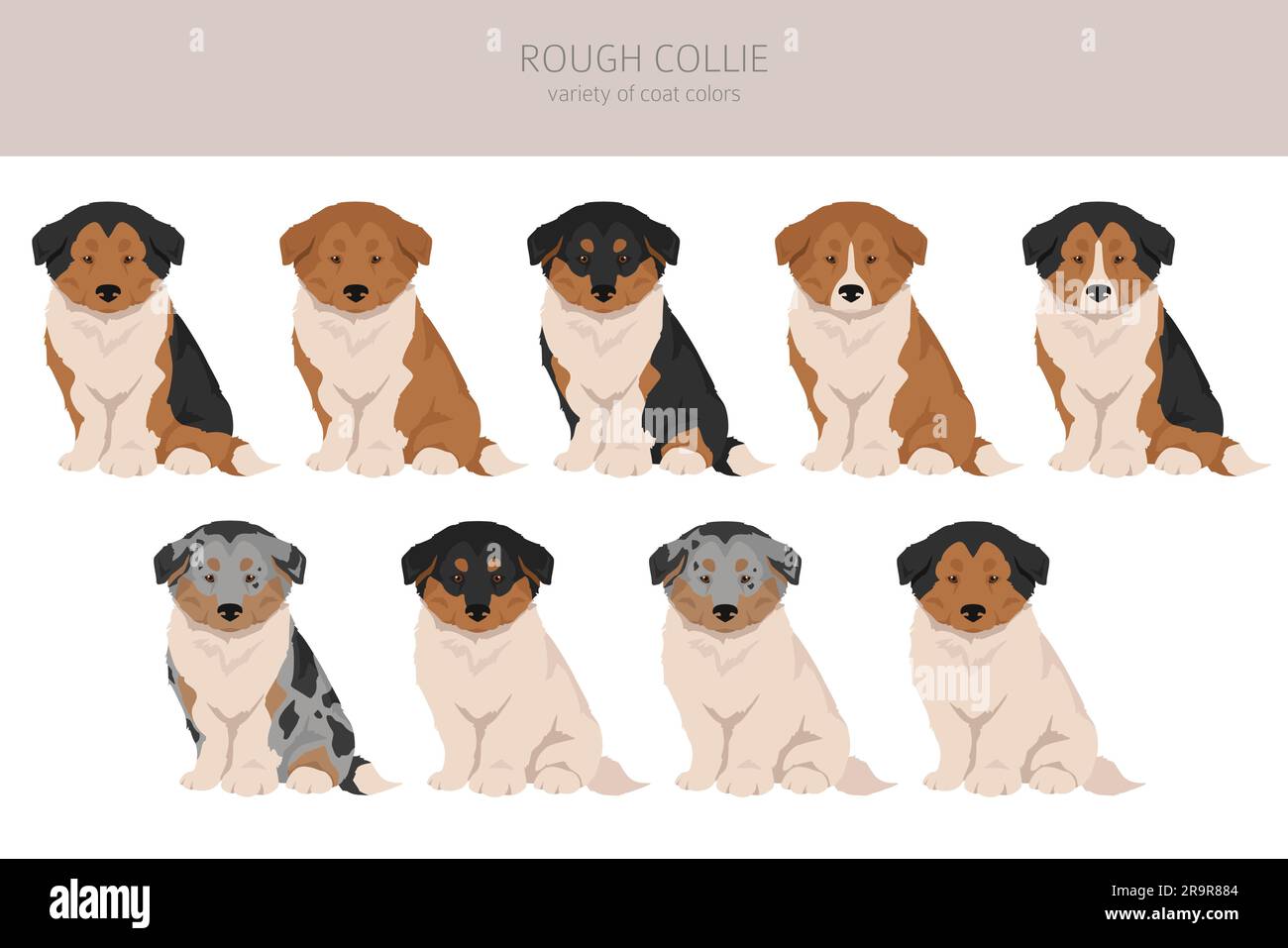 Rough collie puppies clipart. Different poses, coat colors set.  Vector illustration Stock Vector