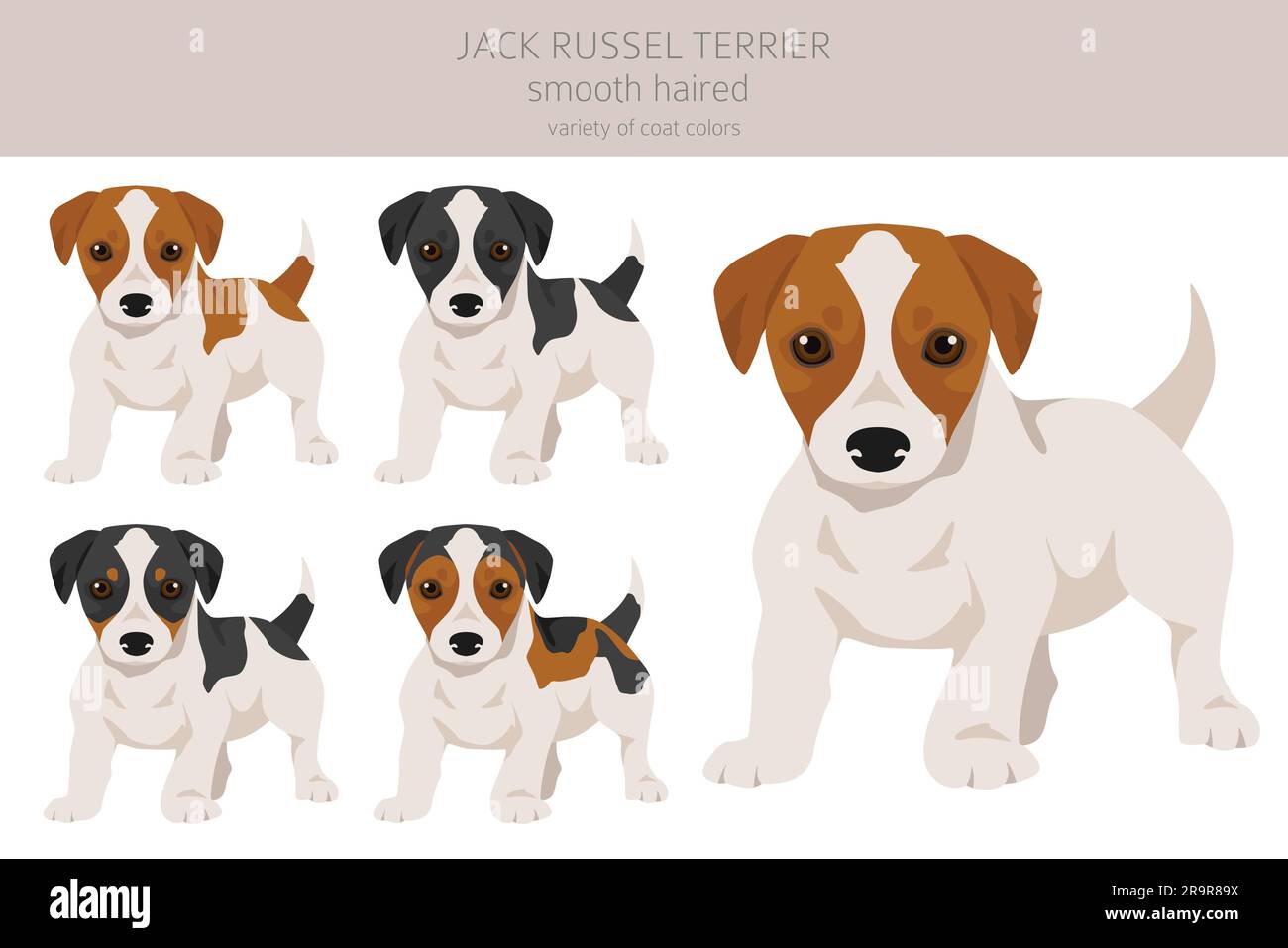 Jack Russel terrier puppies in different poses and coat colors. Smooth