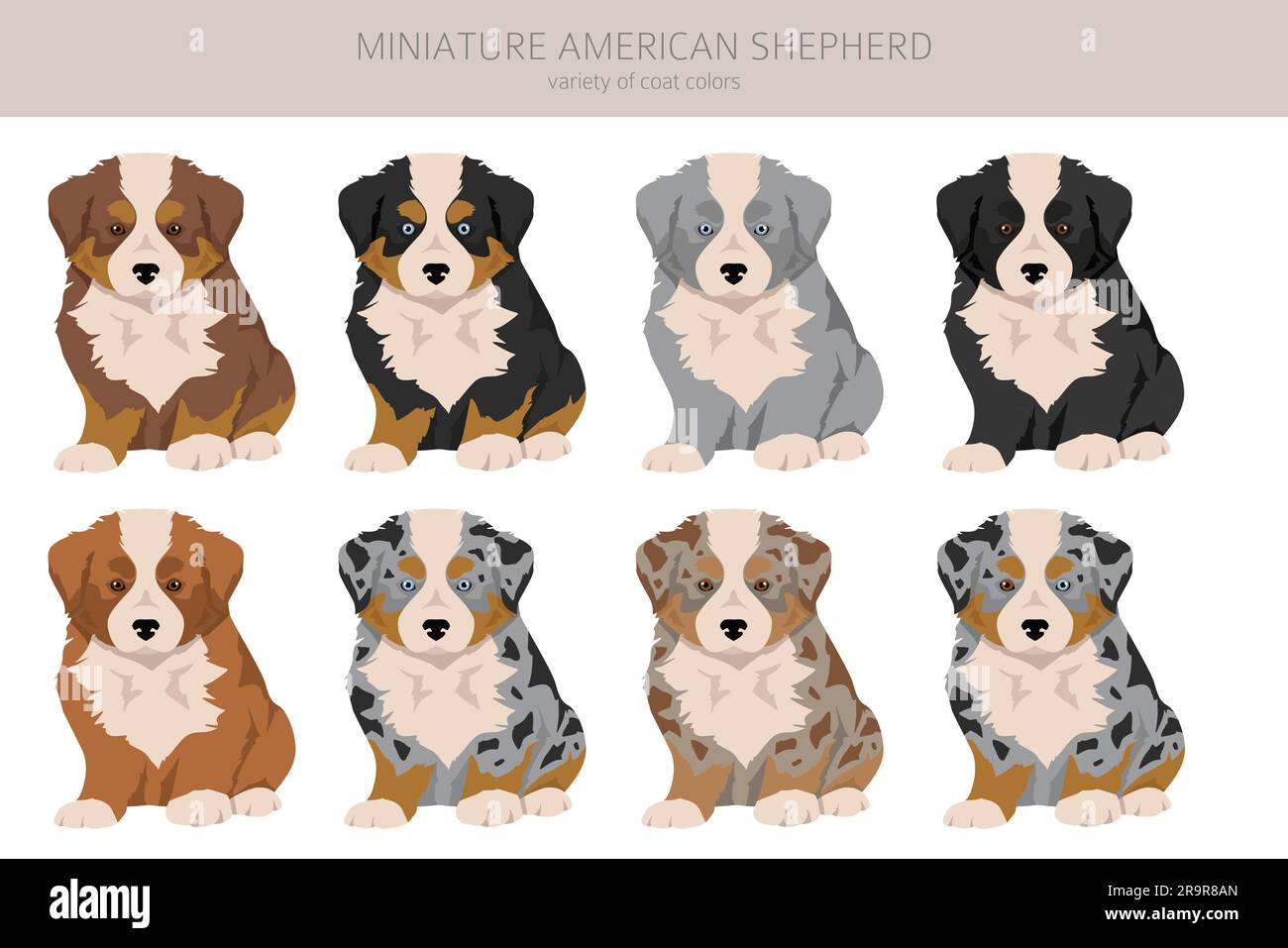 Miniature american shepherd puppies clipart. Different poses, coat colors set.  Vector illustration Stock Vector