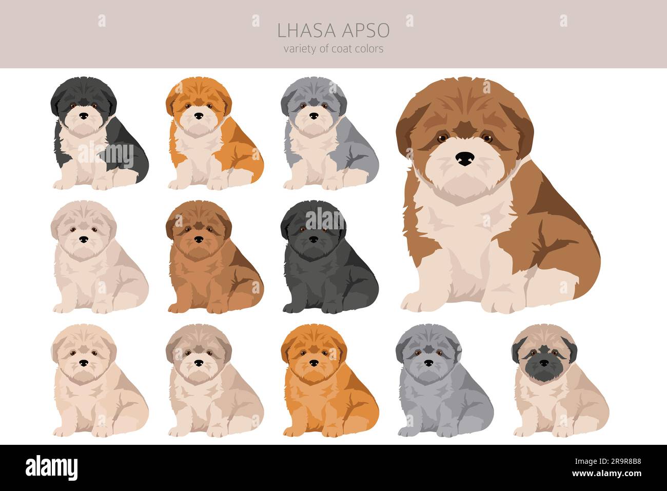 Lhasa Apso Puppies Clipart Different Poses Coat Colors Set Vector 