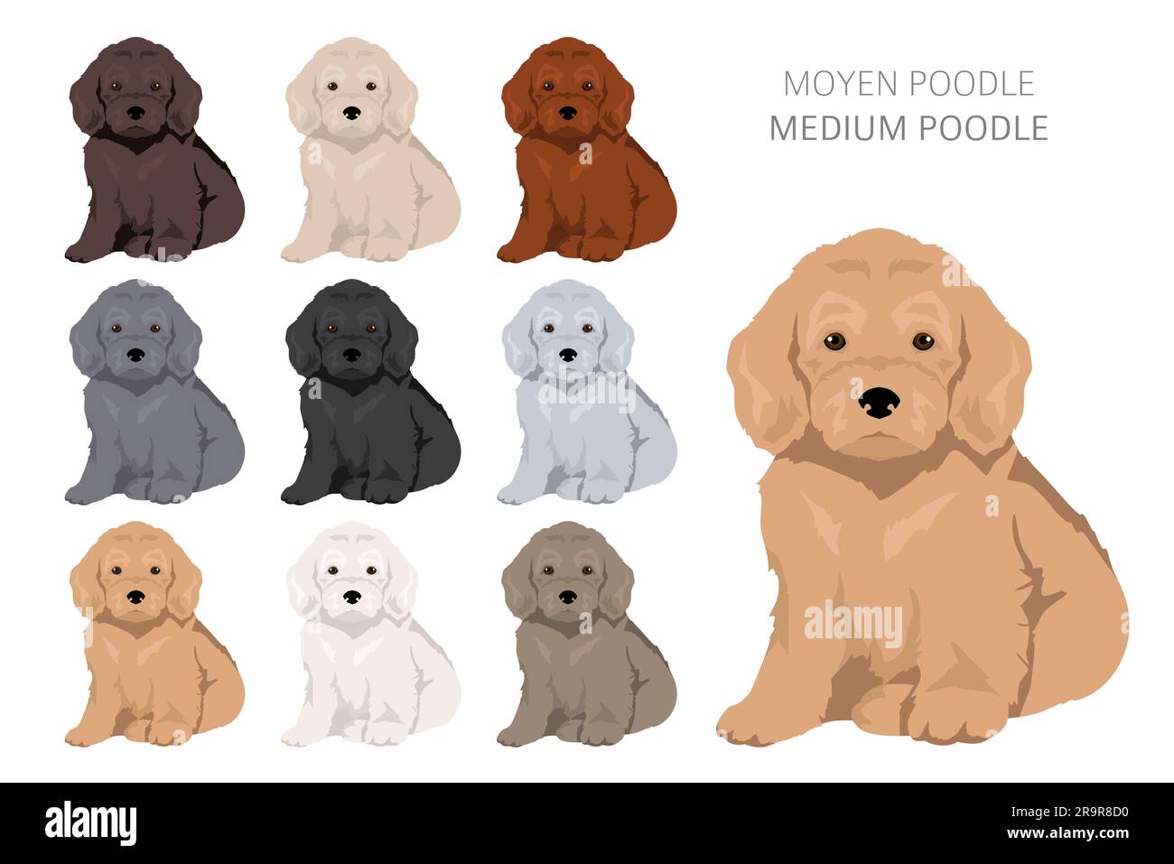 Moyen poodle puppy, Medium poodle pups clipart. Different poses, coat