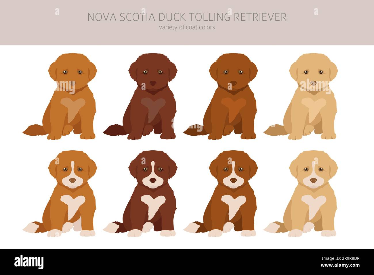 Nova Scotia duck tolling retriever puppies clipart. Different poses, coat colors set.  Vector illustration Stock Vector