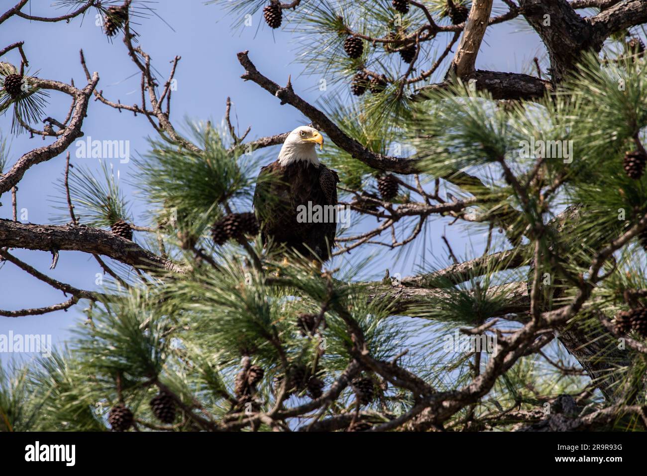 Bald Eagle at KSC. An American bald eagle is perched in a tree near its