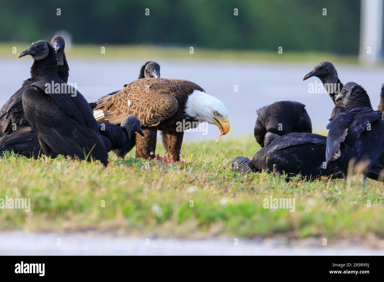 Baby Eagle Gets Bigger. An American bald eagle feeds alongside some