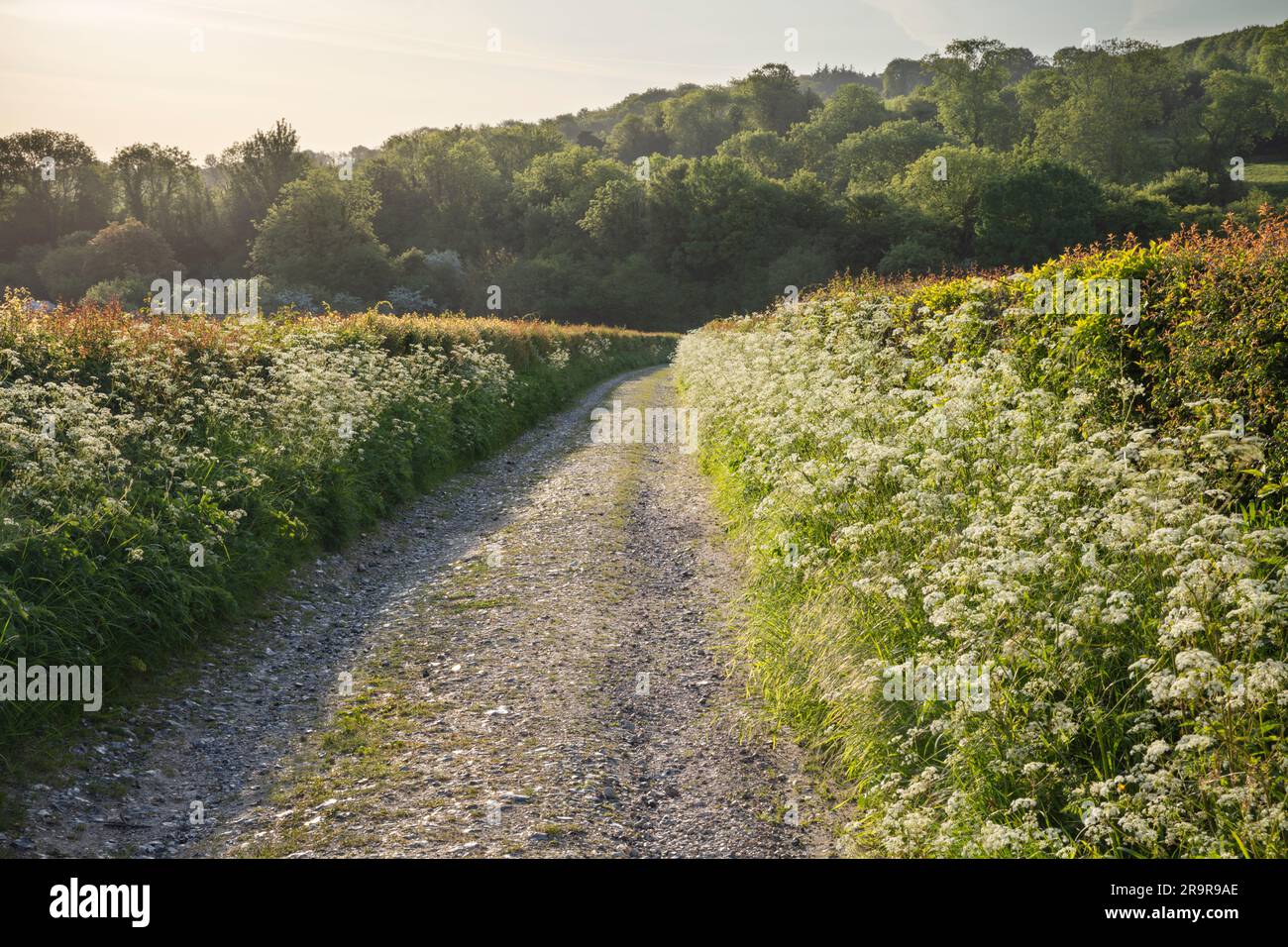 Country track lined with Cow Parsley in early morning sunlight, Burghclere, Hampshire, England, United Kingdom, Europe Stock Photo