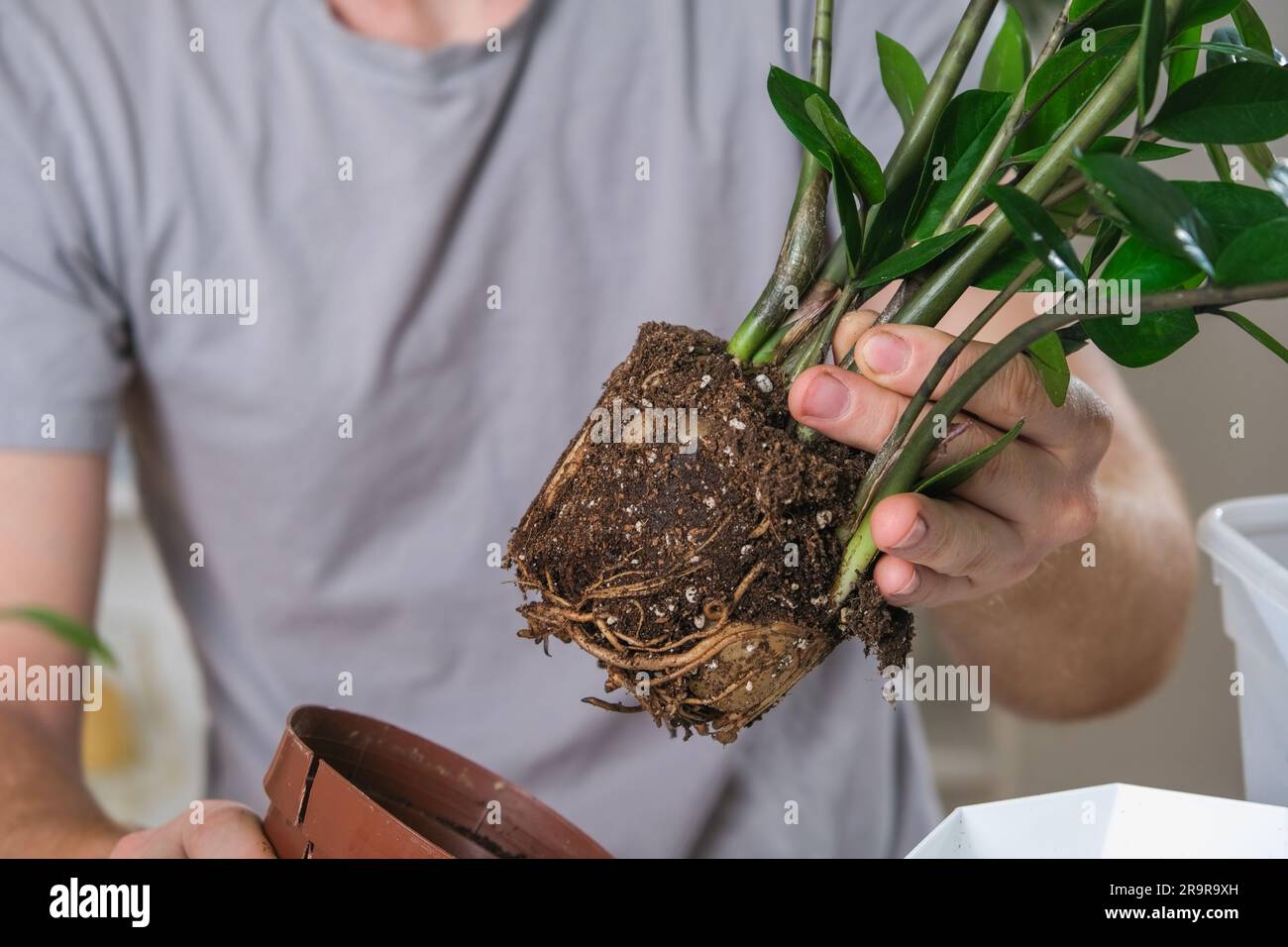 Transplanting Zamioculcas from a small pot to a large one. A man pulls a houseplant out of an old pot. Spring gardening. Stock Photo