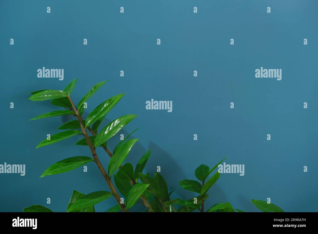 Branches and leaves of zamiokulkas on a blue background. The concept of minimalism. Stylish and minimalistic urban jungle interior. The poster. Selective Focus Stock Photo