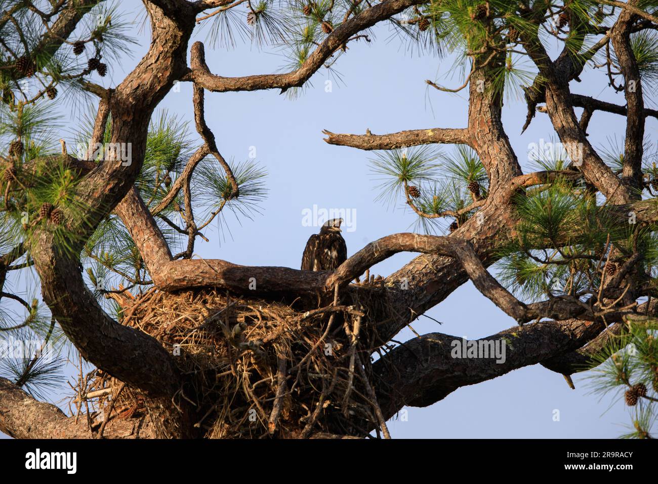 Baby Eagle Gets Bigger. A baby American bald eagle calls out from a