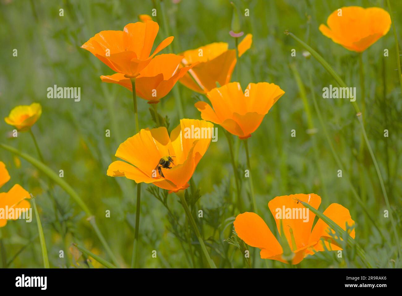 California poppy flowers hi-res stock photography and images - Alamy