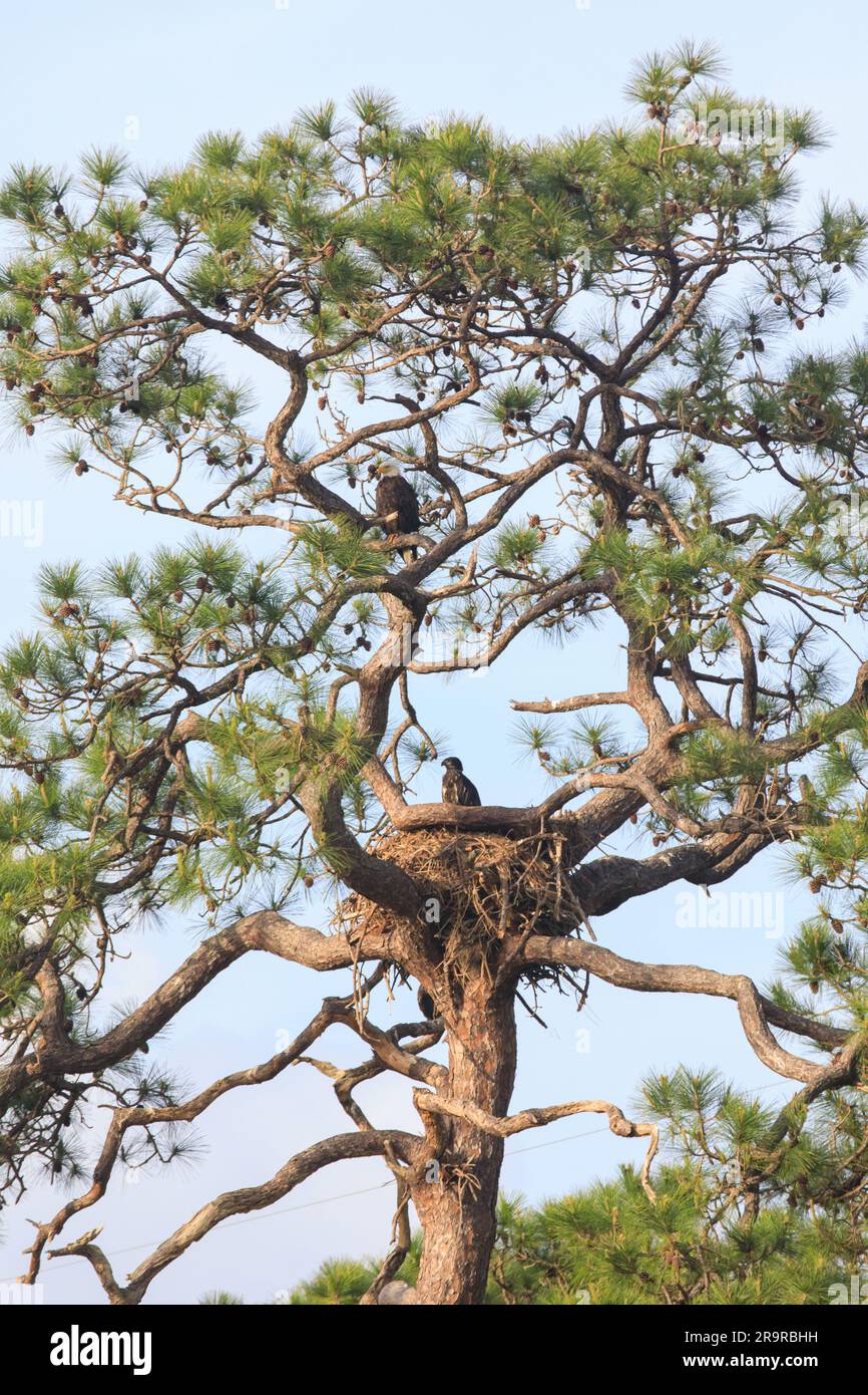 Baby Eagle Gets Bigger. An American bald eagle is perched high in a
