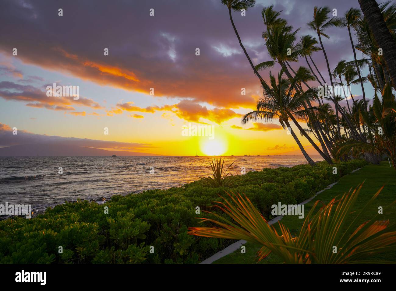 Beautiful palm trees sway in the afternoon breeze along a secluded beach on the island of Maui Stock Photo