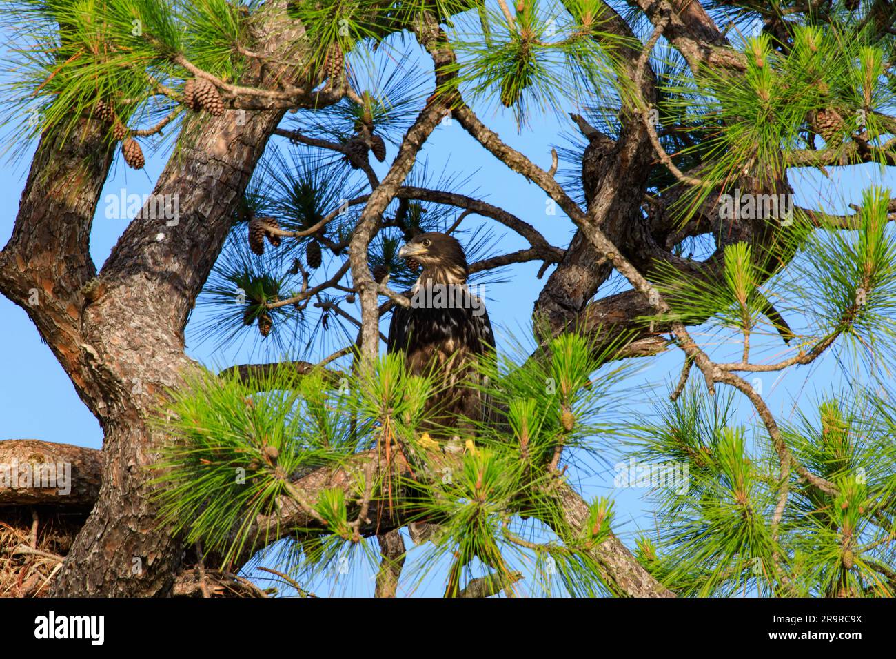 Baby Eagle Flight Day. A baby American bald eagle is perched high in a