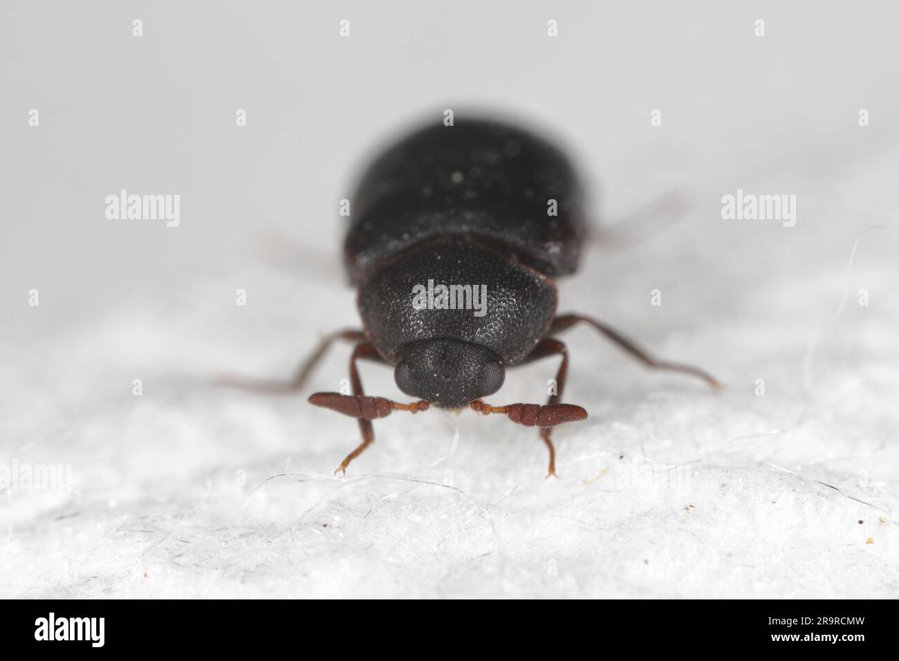 Globicornis emarginata. Rarely observed beetle of the skin beetles