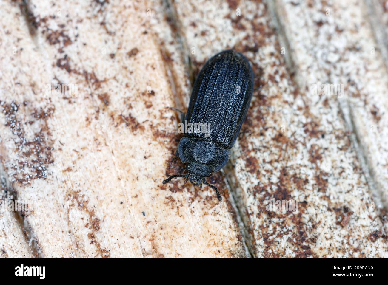 Grynocharis oblonga, a species of insect from family Bark-gnawing beetles (Trogossitidae). A predator that lives under the bark of dead trees. Stock Photo