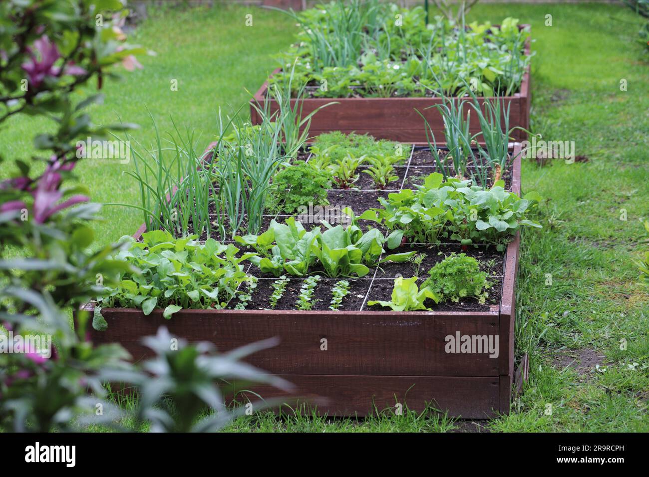 Raised vegetable beds. Vegetables grown in your own garden Stock Photo