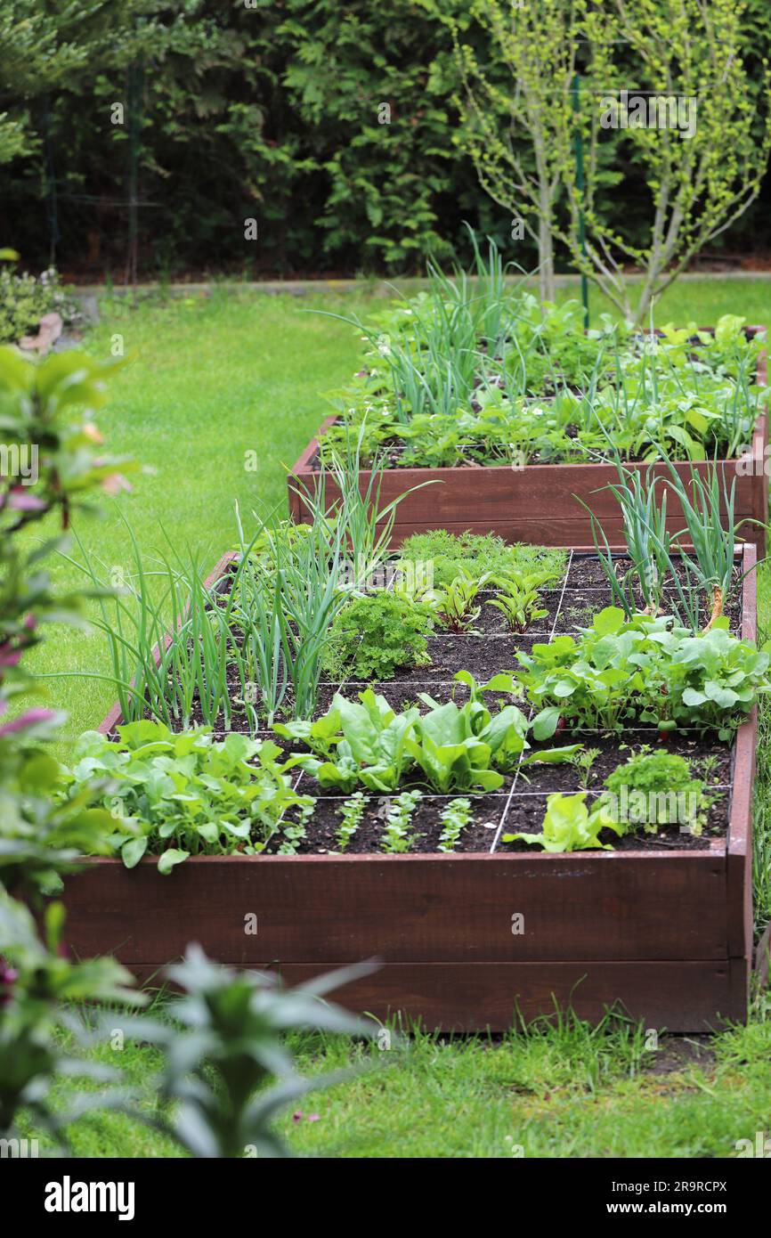 Raised vegetable beds. Vegetables grown in your own garden Stock Photo