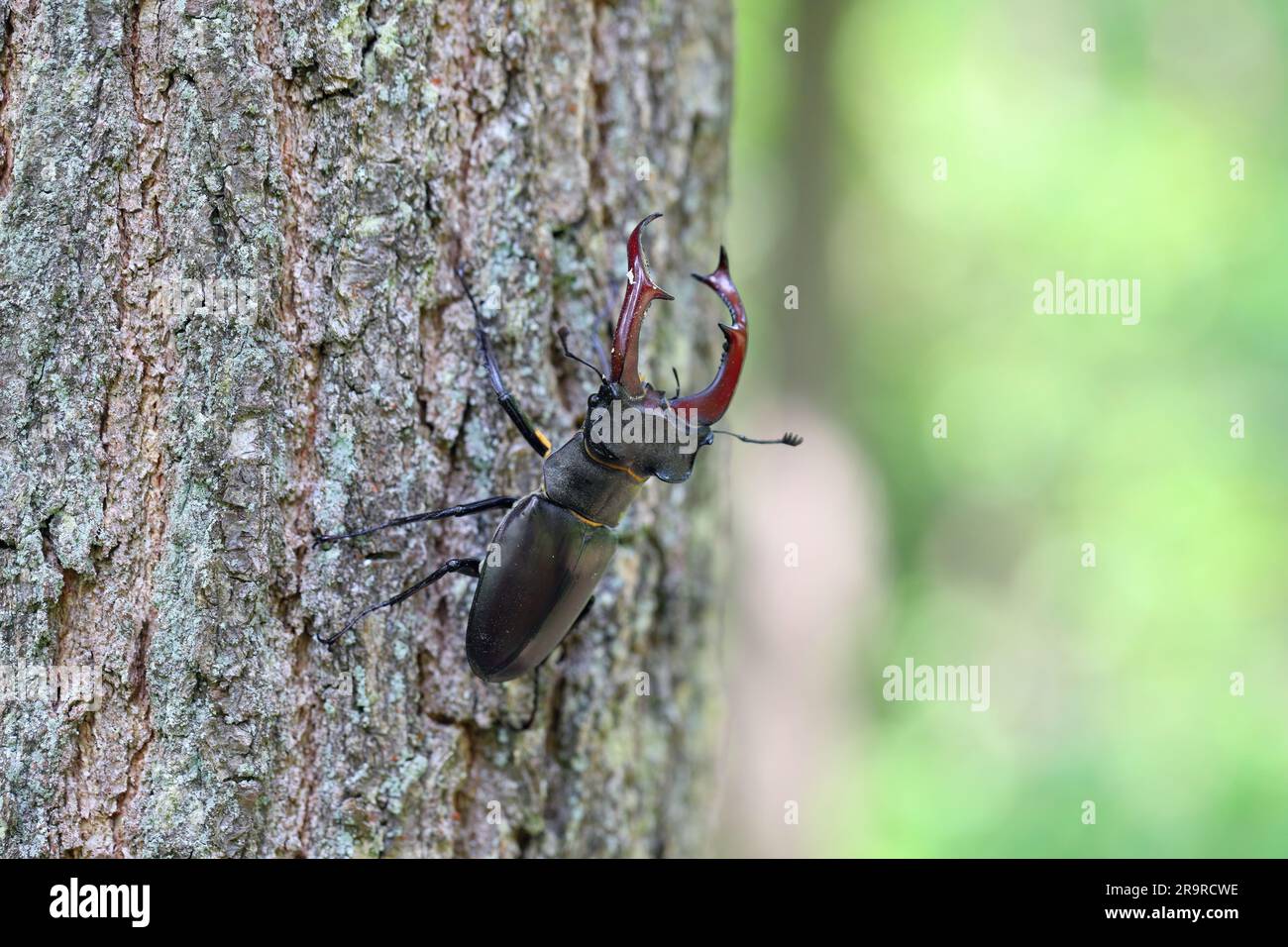 Stag beetle (Lucanus cervus) is a beetle native to Europe. Male on the ...