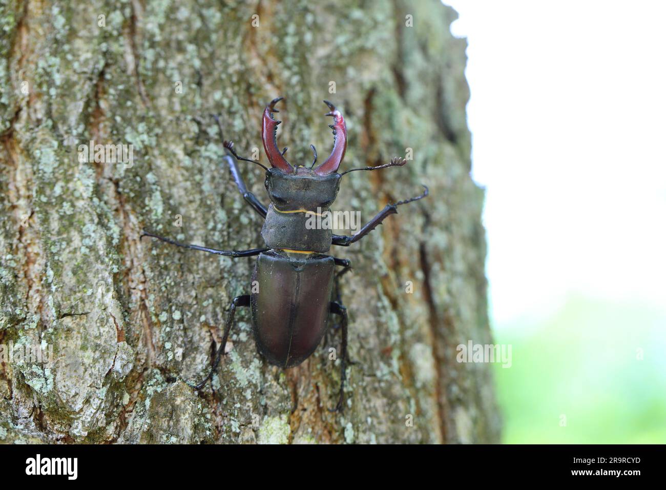 Stag beetle (Lucanus cervus) is a beetle native to Europe. Male on the ...
