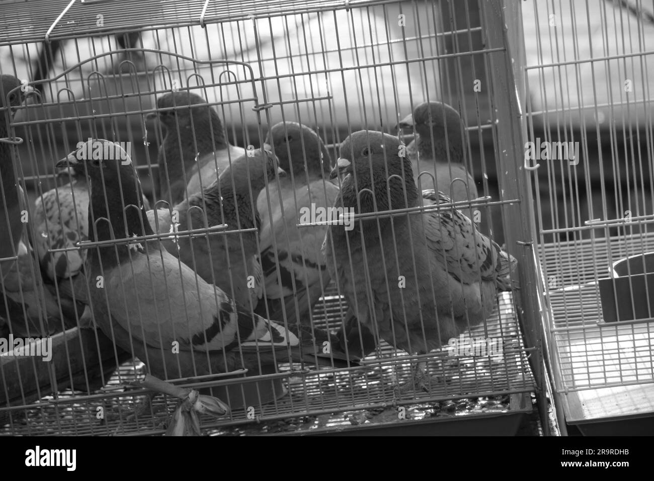 Pigeons Black and White Stock Photos & Images Alamy