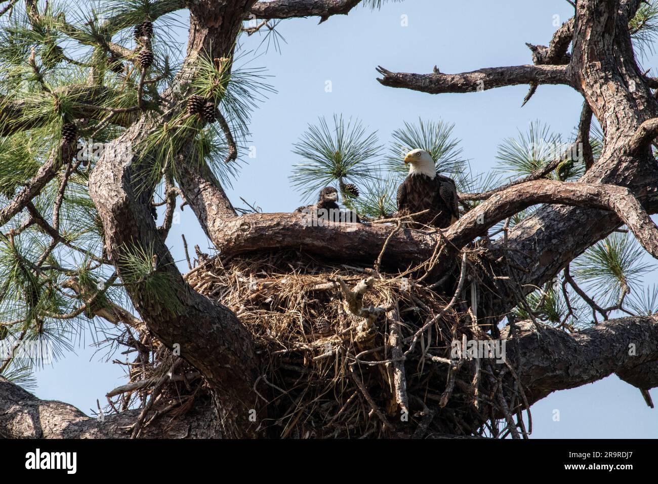 Baby Eagle in New Nest at KSC. A baby American bald eagle spends time