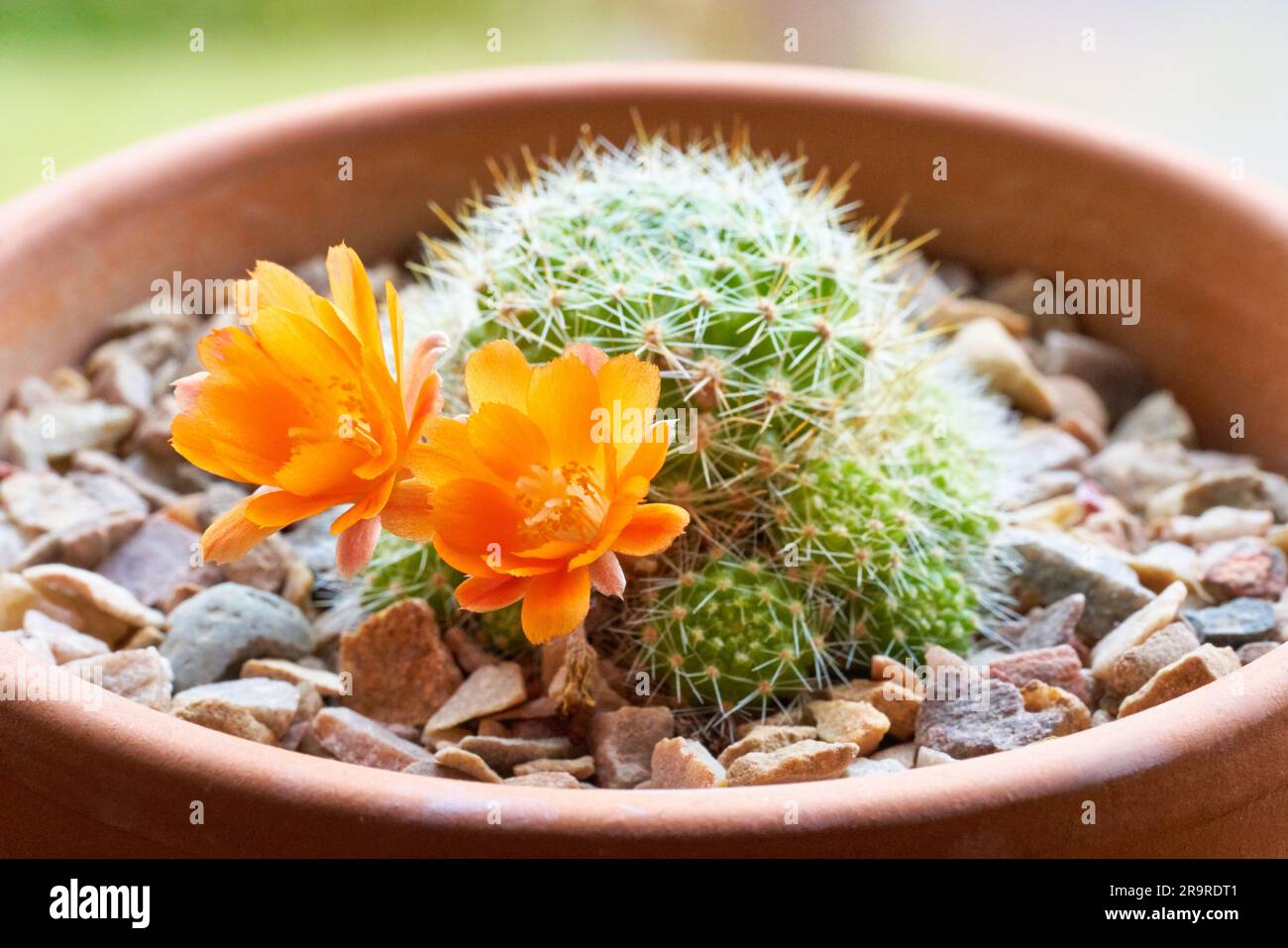 Small potted Rebutia cactus plant blooming with orange flowers growing in a terracotta pot on the windowsill Stock Photo