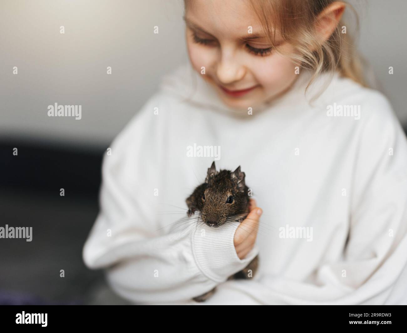 Little girl playing with cute chilean degu squirrel. Cute pet sitting