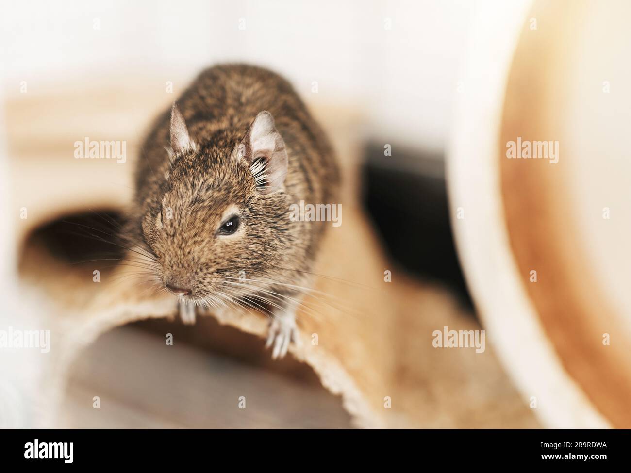 The degu squirrel, a domestic pet.  Little cute gray mouse Degu. Stock Photo