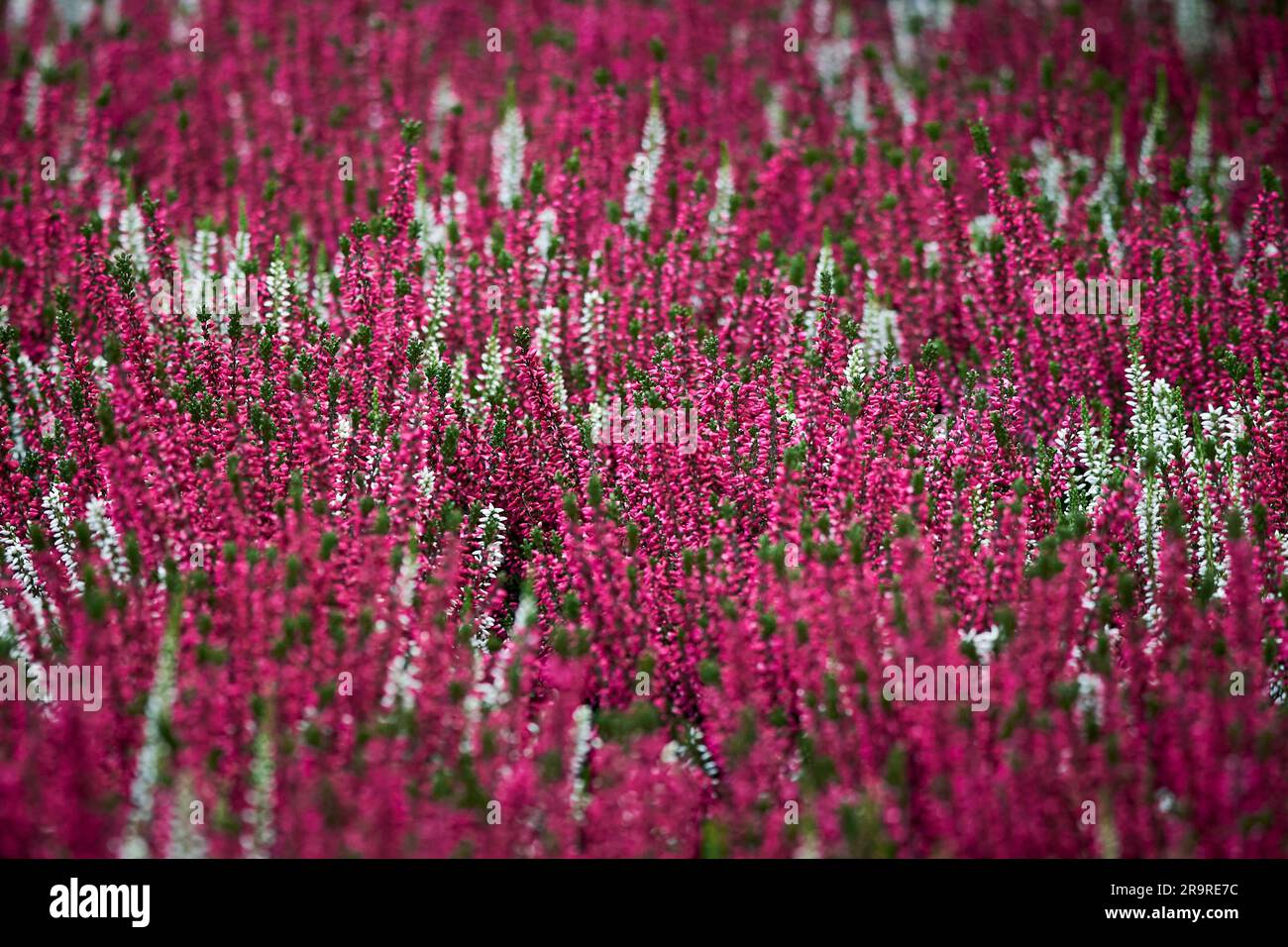 Calluna vulgaris or common heather. Genus Calluna in the flowering