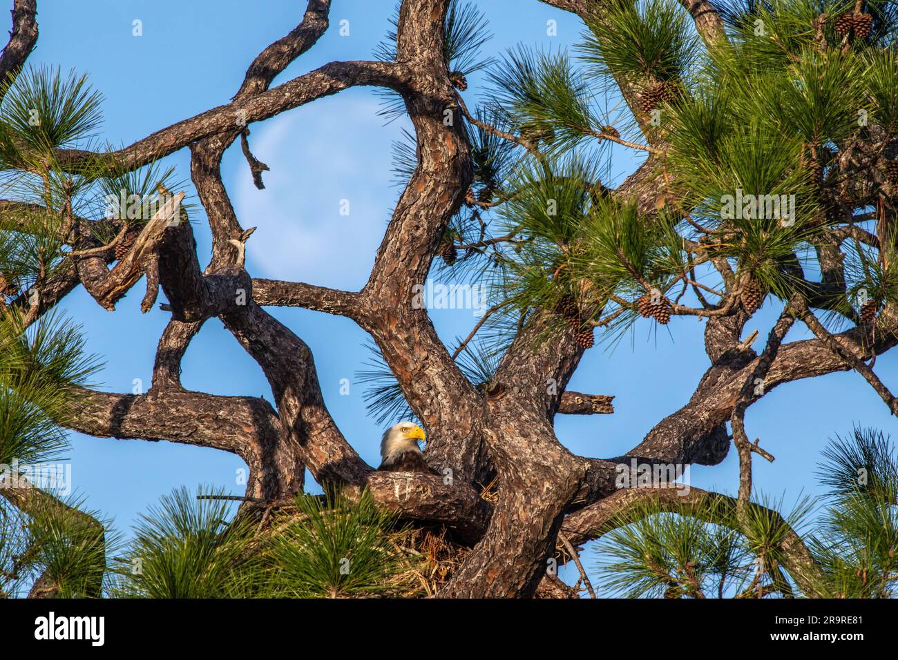 Eagle with Moon. An American bald eagle occupies a nest near Kennedy