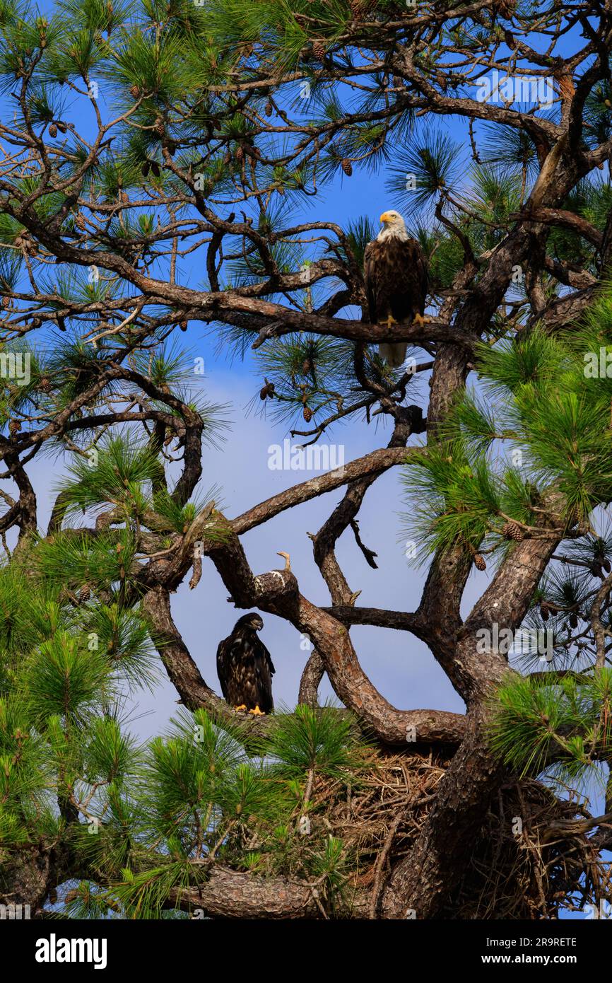 Baby Eagle Flight Day. An American bald eagle is perched high in a tree