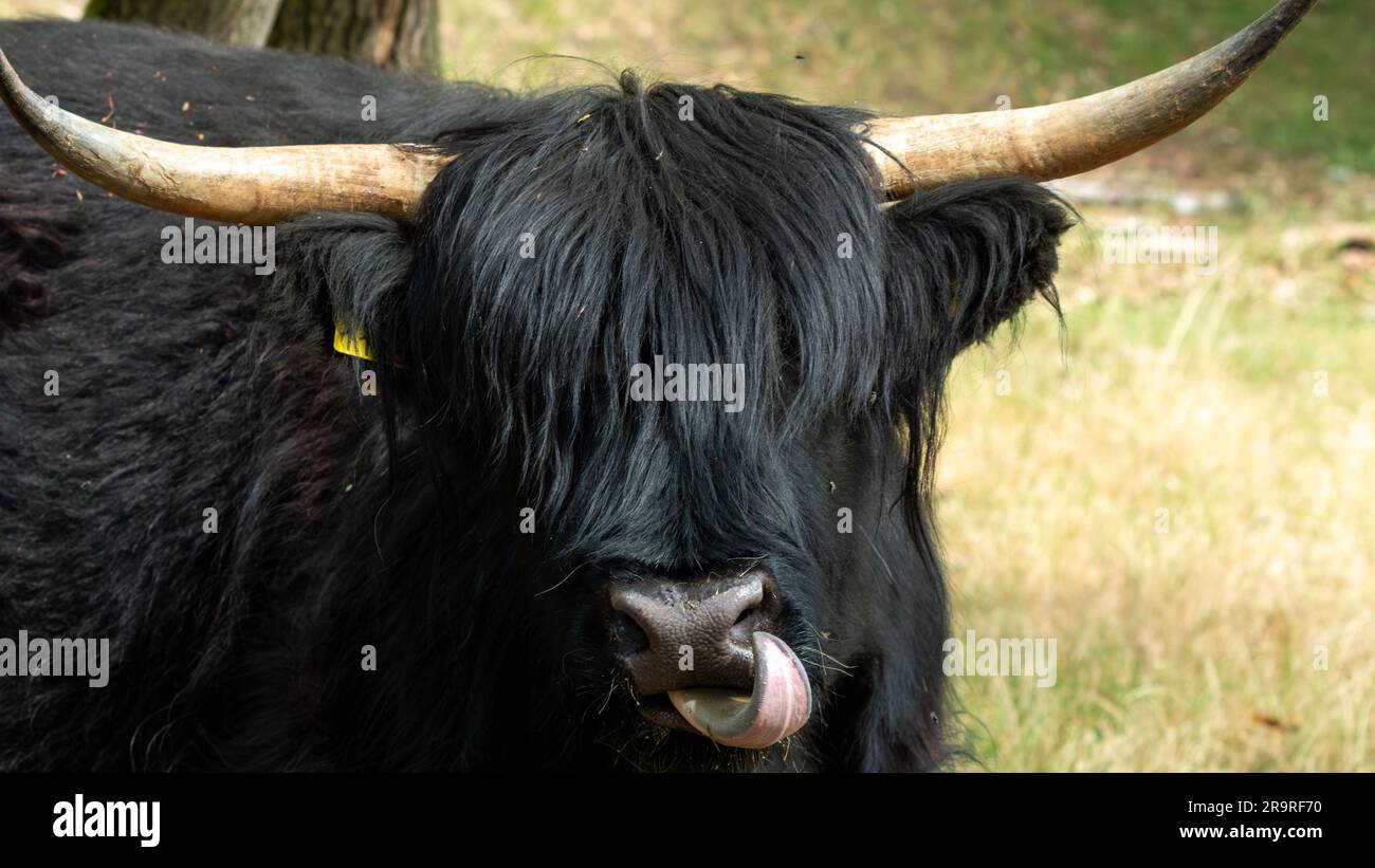 A close-up shot reveals a Black Scottish Highlander playfully sticking out its tongue at the De Mookerheide nature reserve in the province of Limburg, Stock Photo