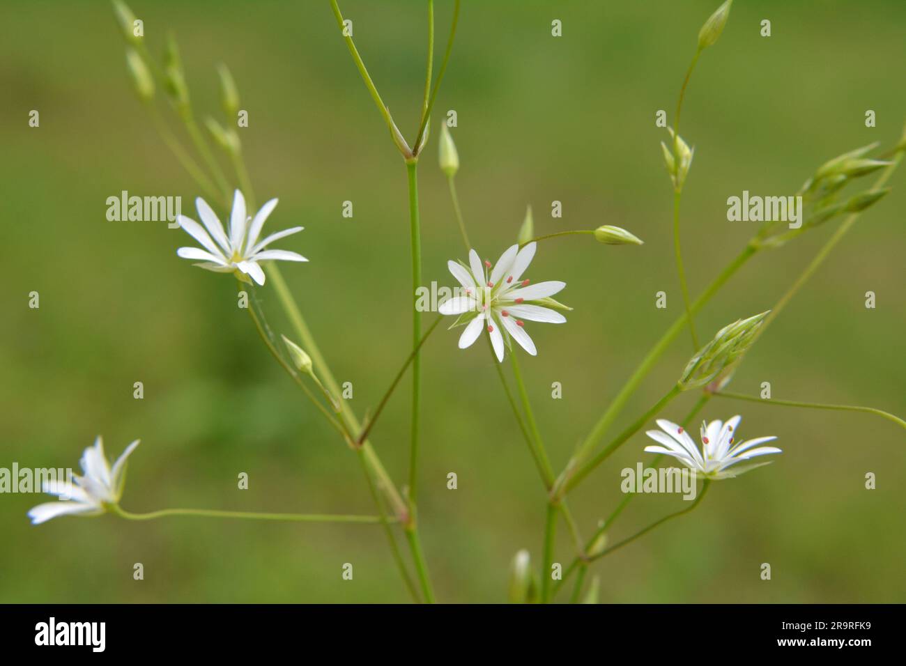 Stellaria graminea blooms in the wild in summer Stock Photo
